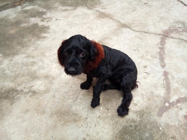 Hot dog, slightly undercooked