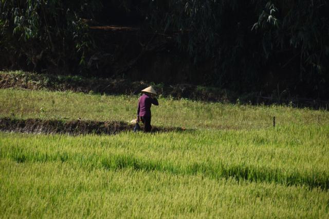 Woman working a rice field