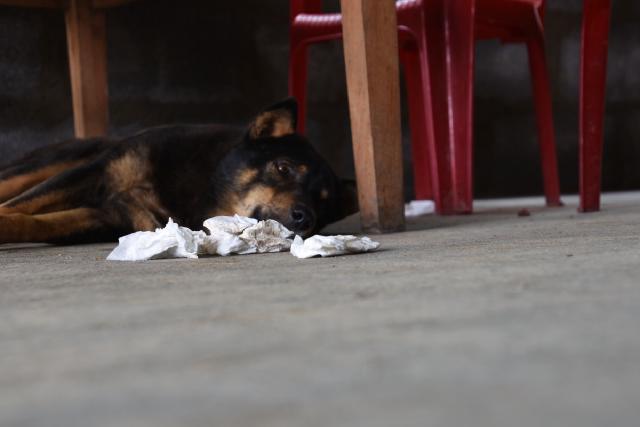 The dog was easier to catch than the rat