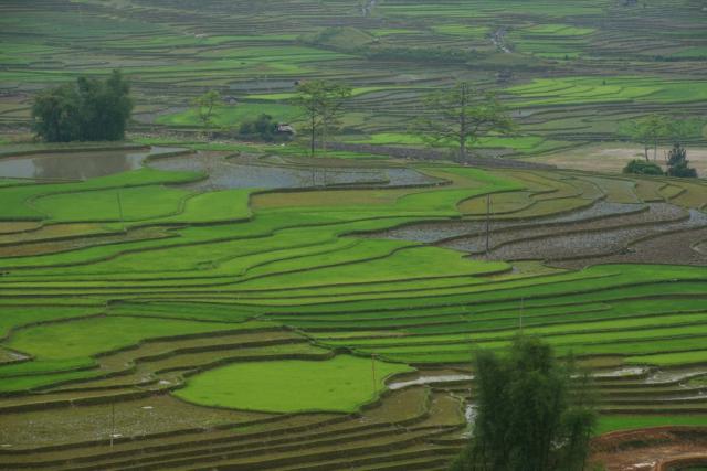 Rice terraces