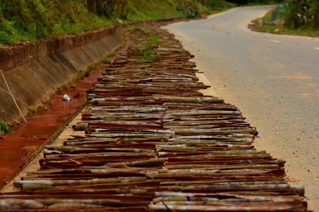 Cinnamon left to dry at the road side